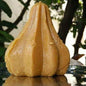 Kandi modak